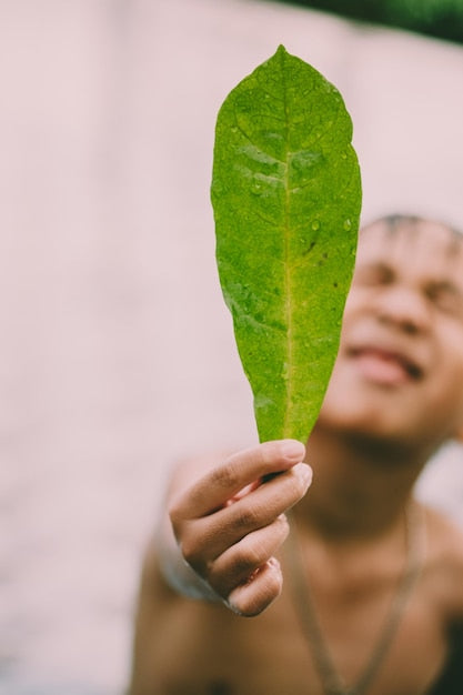 Person hält grünes Blatt mit Wassertropfen im Freien, Nahaufnahme, Natur, Umwelt