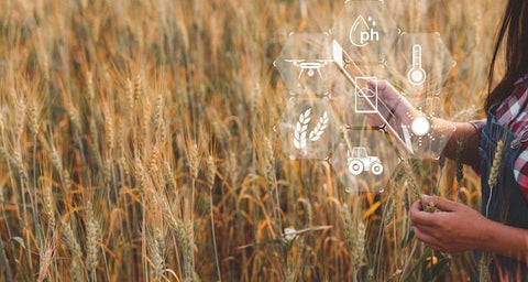 Bäuerin mit Tablet im Weizenfeld, digitale Agrartechnologie Symbole sichtbar