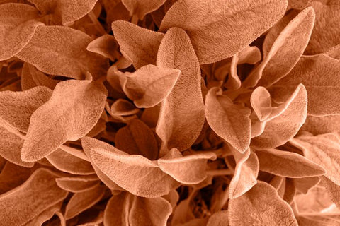 Nahaufnahme von salbeiförmigen, pelzigen Blättern, Blattstruktur, Pflanzenbotanik