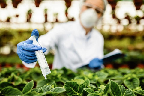 Wissenschaftler mit Spritze und Handschuhen im Gewächshaus, erforscht Pflanzen
