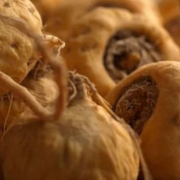 Maca Wurzelpulver