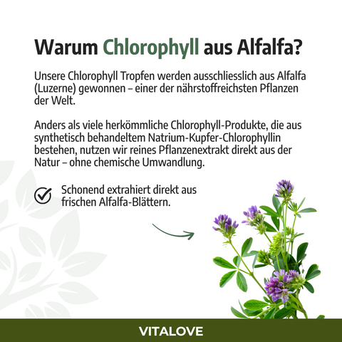 Chlorophyll Tropfen - aus Alfalfa - 66,6 mg pro Tagesdosis - 50ml