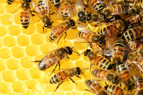 Miele in polvere (biologico) 180 g in un bicchiere