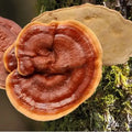 Bio Ling Zhi / Reishi - Pulver - VITALOVE - Naturprodukte